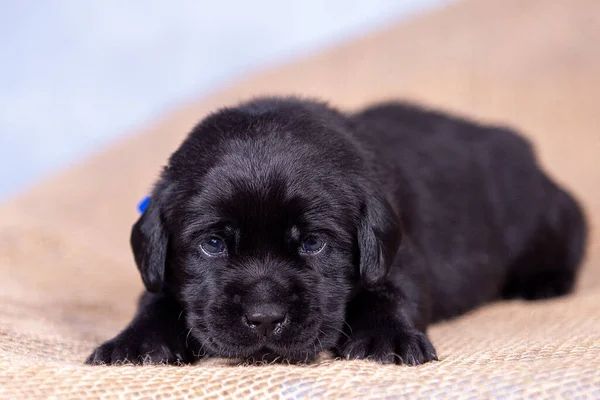 Stüdyoda şirin bir labrador köpeğinin portresi..