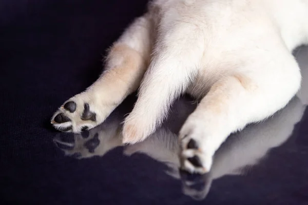Stüdyodaki şirin sarı labrador köpeğinin portresi..