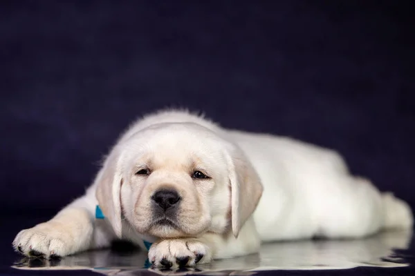 Portrét roztomilého žlutého labradora v ateliéru. — Stock fotografie