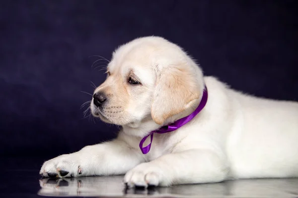 Retrato de um filhote de cachorro bonito labrador amarelo no estúdio . — Fotografia de Stock