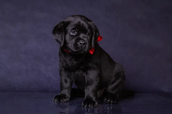 Ritratto di un simpatico cucciolo labrador nero in studio . — Foto Stock