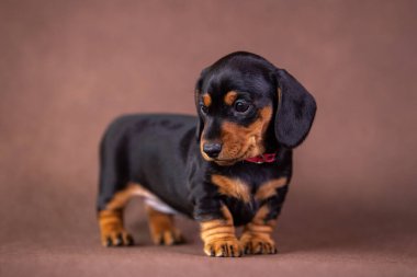 Stüdyoda bir köpek yavrusunun portresi.