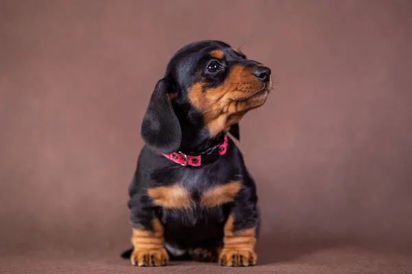 Ritratto di un cucciolo di bassotto in studio — Foto Stock