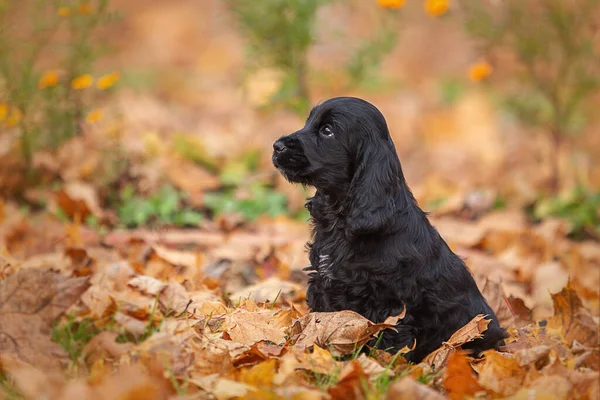 Şirin siyah İngiliz cocker spaniel puppy