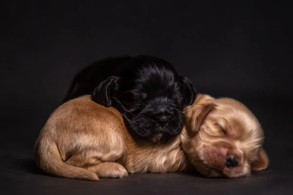 Retrato de un lindo gallo inglés spaniel cachorro en el estudio — Foto de Stock