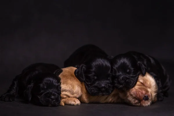 Stüdyoda şirin bir İngiliz cocker köpek yavrusunun portresi.