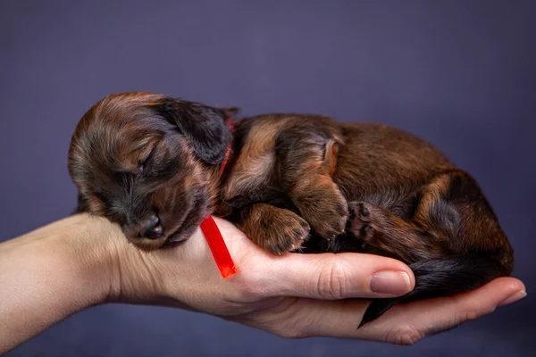 Stüdyoda şirin bir dachshund köpeği portresi