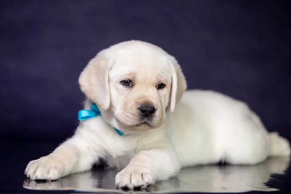 Retrato de um filhote de cachorro bonito labrador amarelo no estúdio . — Fotografia de Stock