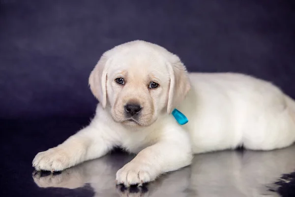 Stüdyodaki şirin sarı labrador köpeğinin portresi..