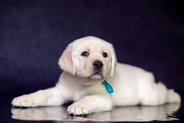 Retrato de un lindo cachorro labrador amarillo en el estudio . — Foto de Stock