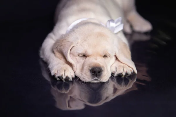 Portrét roztomilého žlutého labradora v ateliéru. — Stock fotografie