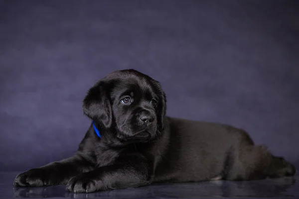 Ritratto di un simpatico cucciolo labrador nero in studio . — Foto Stock