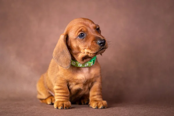 Stüdyoda bir köpek yavrusunun portresi.