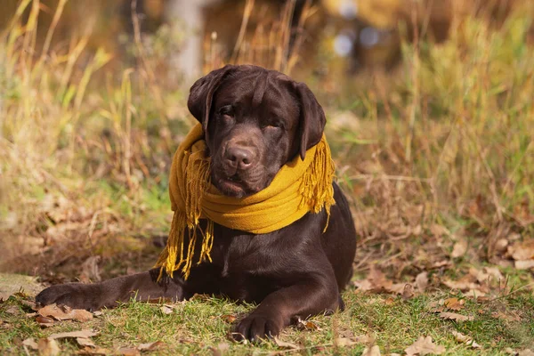 Portret Czekoladowego Labradora Żółtym Szaliku Który Leży Jesiennym Polu Suchej — Zdjęcie stockowe