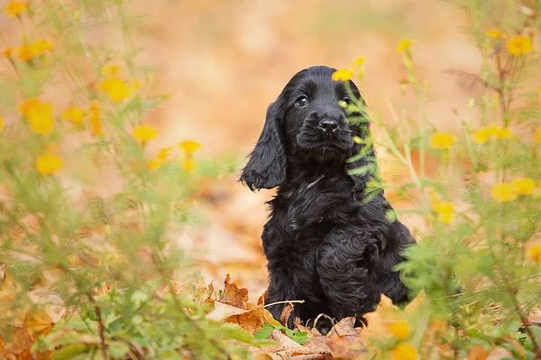 Siyah bir İngiliz cocker spaniel puppy