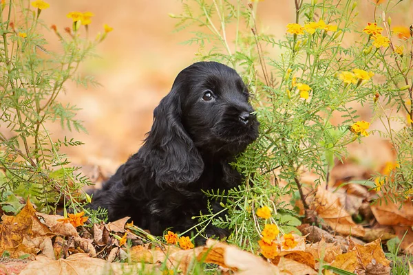 Siyah bir İngiliz cocker spaniel puppy