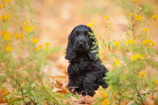 Siyah bir İngiliz cocker spaniel puppy