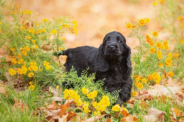 Siyah bir İngiliz cocker spaniel puppy