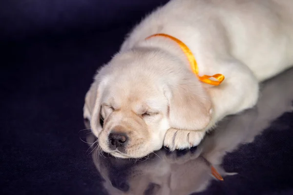 Stüdyodaki şirin sarı labrador köpeğinin portresi..
