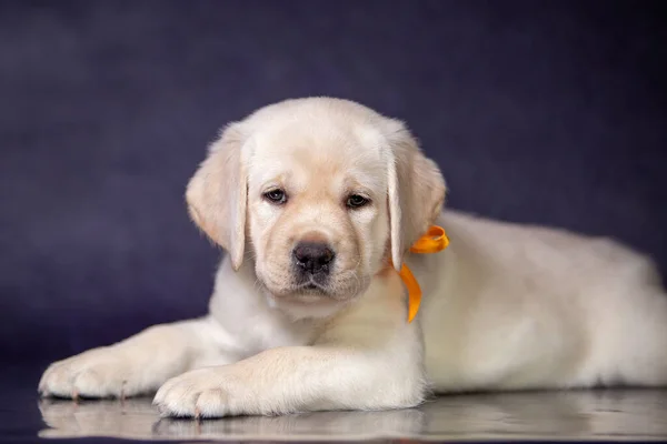 Retrato de un lindo cachorro labrador amarillo en el estudio . — Foto de Stock