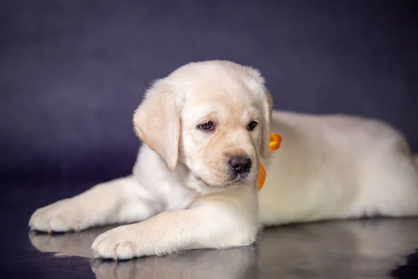 Retrato de un lindo cachorro labrador amarillo en el estudio . — Foto de Stock