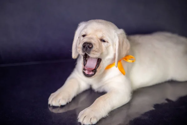 Portrét roztomilého žlutého labradora v ateliéru. — Stock fotografie