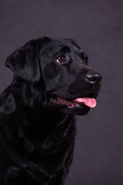 Stüdyoda şirin bir labrador portresi var..