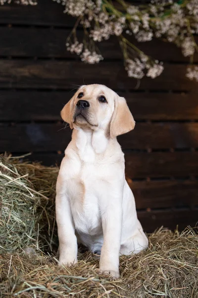Sarı labrador köpeğinin portresi samanlıkta oturuyor.
