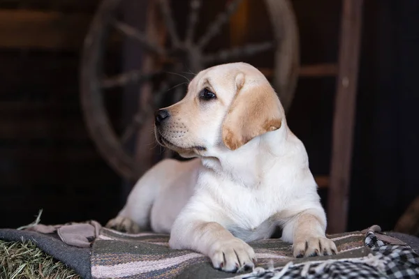 Samanlıkta yatan sarı labrador köpeğinin portresi