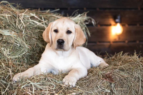 Samanlıkta yatan sarı labrador köpeğinin portresi