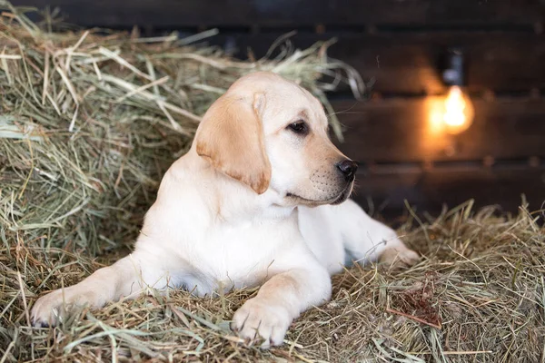 Samanlıkta yatan sarı labrador köpeğinin portresi