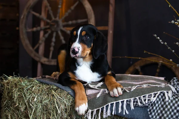 Samanlıkta yatan büyük bir İsviçre dağ köpeğinin portresi.
