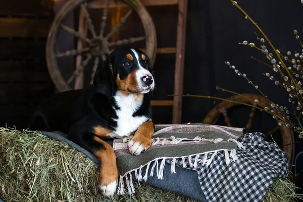 Retrato de un gran cachorro de perro de montaña suizo acostado en el heno Fotos de stock