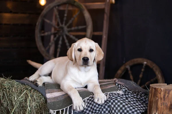 Samanlıkta yatan sarı labrador köpeğinin portresi