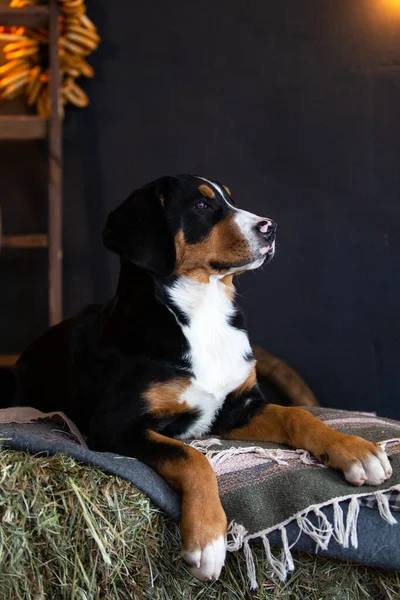 Samanlıkta yatan büyük bir İsviçre dağ köpeğinin portresi.