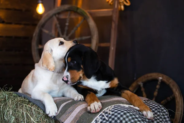 Büyük bir İsviçre dağ köpeği ve samanlıkta yatan labrador yavrusunun portresi.