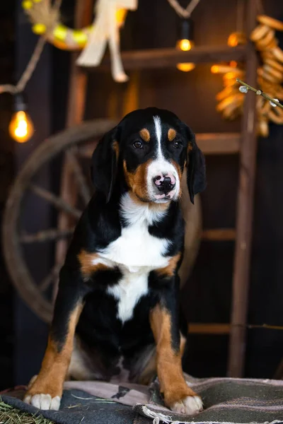 Samanlıkta oturan büyük bir İsviçre dağ köpeğinin portresi.