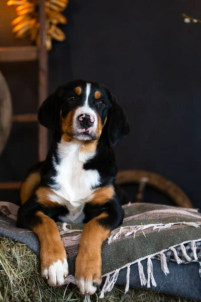 Samanlıkta yatan büyük bir İsviçre dağ köpeğinin portresi.