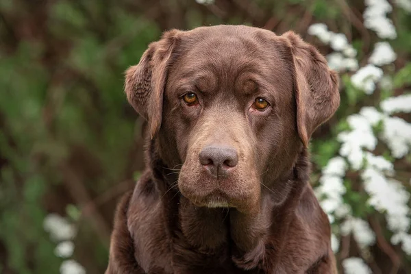 Spirea çiçekli şirin bir labrador portresi.