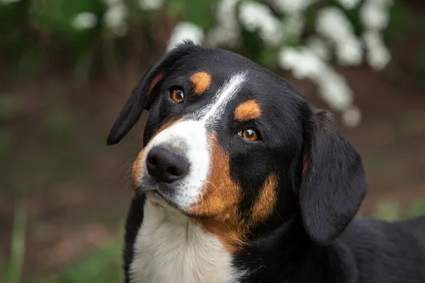 Retrato de um bonito entlebucher cão de montanha em flores — Fotografia de Stock