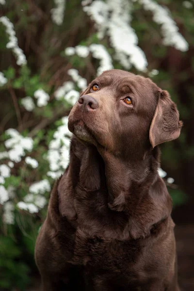 Retrato de um labrador bonito em flores spirea — Fotografia de Stock