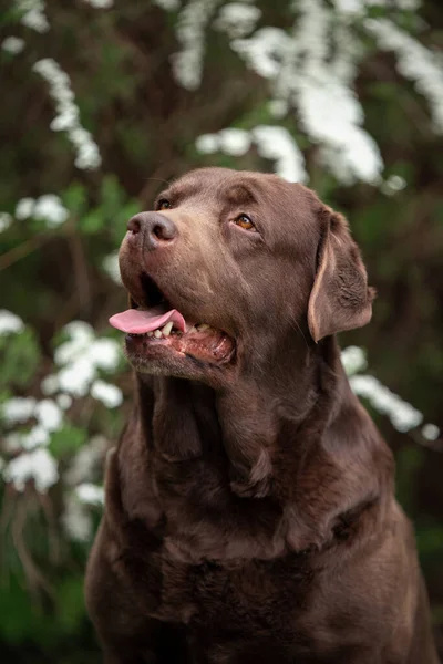 Porträt eines niedlichen Labradors in Spiralblumen — Stockfoto