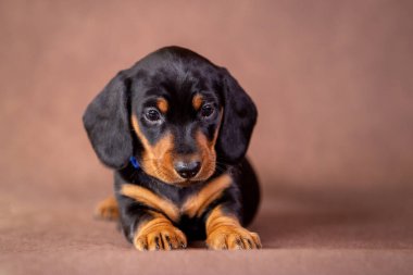 Stüdyoda izole edilmiş bir köpek yavrusunun portresi.