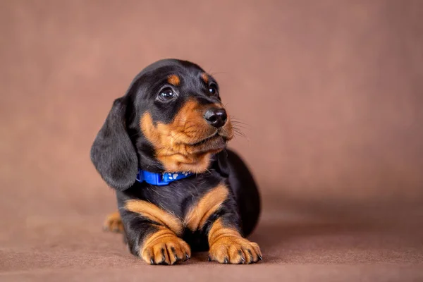 Ritratto di un cucciolo isolato di bassotto in studio — Foto Stock