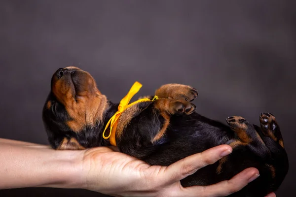 Portrait of a isolated dachshund puppy in studio — Stock Photo, Image