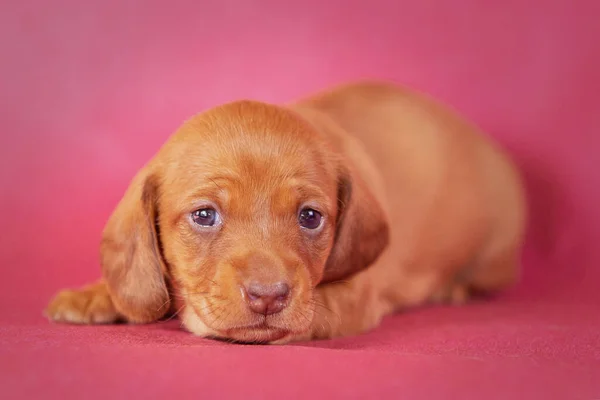 Retrato de un cachorro de salchicha aislado en el estudio — Foto de Stock