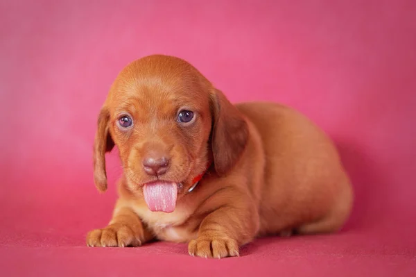 Portret van een geïsoleerde teckel pup in studio — Stockfoto