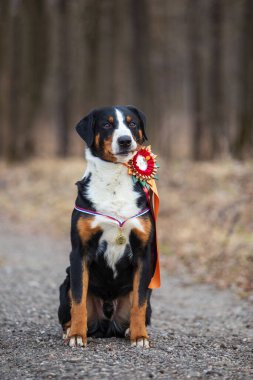 Bahar Parkı 'ndaki şirin, izole bir dağ köpeğinin portresi..