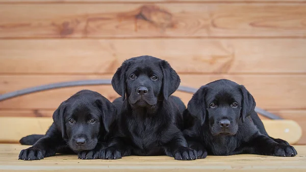 Üç siyah labrador yavrusu, köpek, iki aylık, ahşap bir evin arka planında bir masanın üzerinde yatıyor.