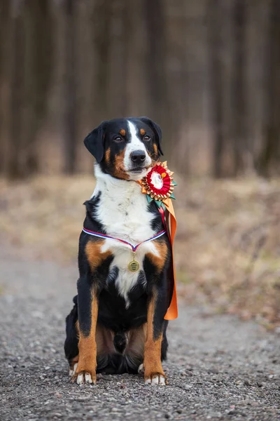 Портрет милої ізольованої гірської собаки аппенцеллера в весняному парку . — стокове фото